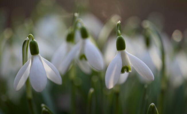 sniegpulkstenītes ziedi